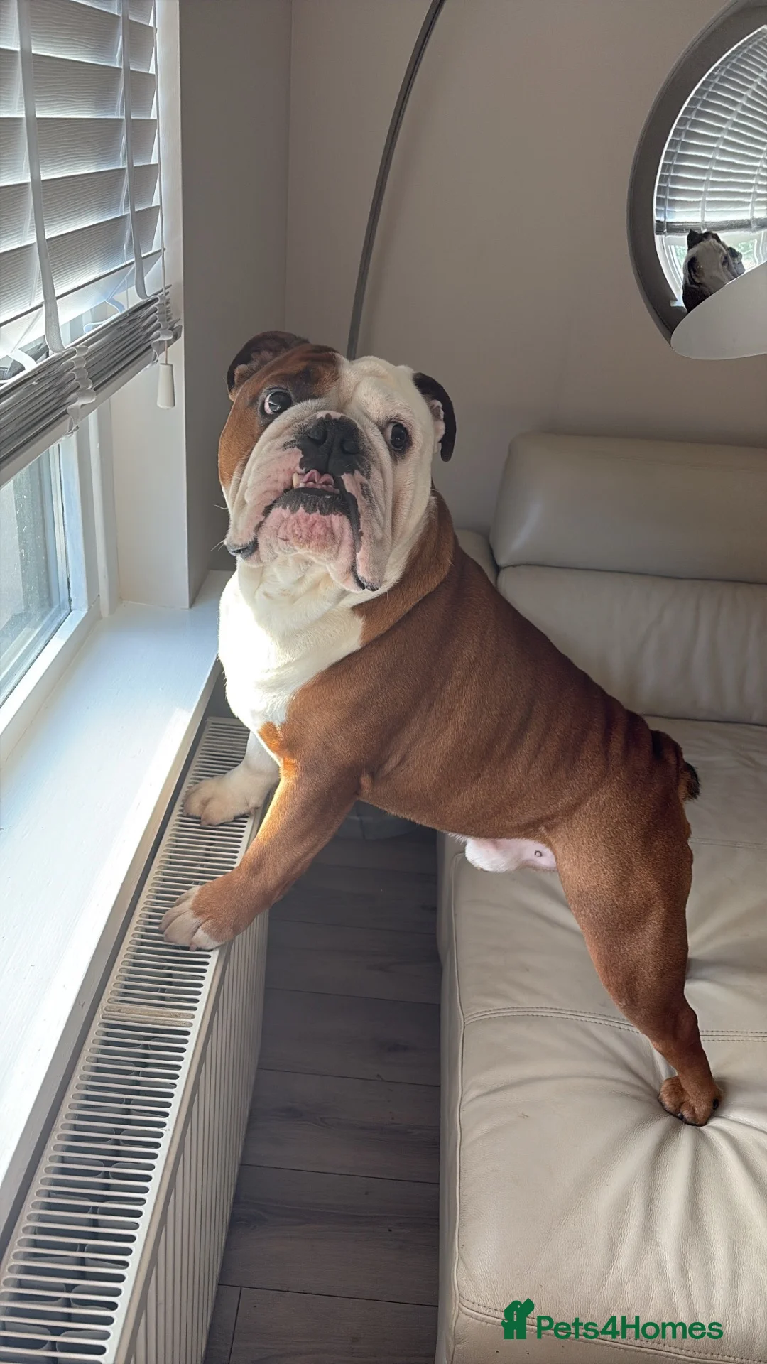 English Bulldog dogs for stud: Red and white English bulldog  in Bathgate - Advert 1