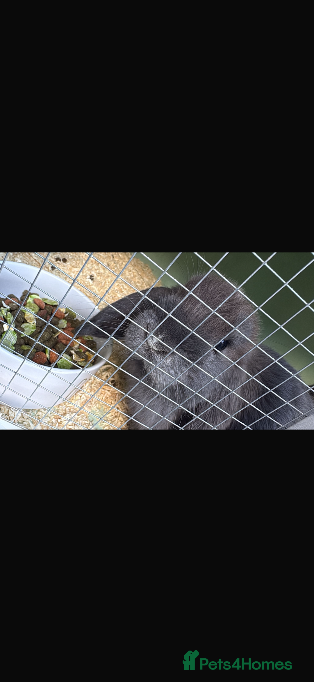 Mini Lop rabbits for sale: 2 mini lops  - Advert 3