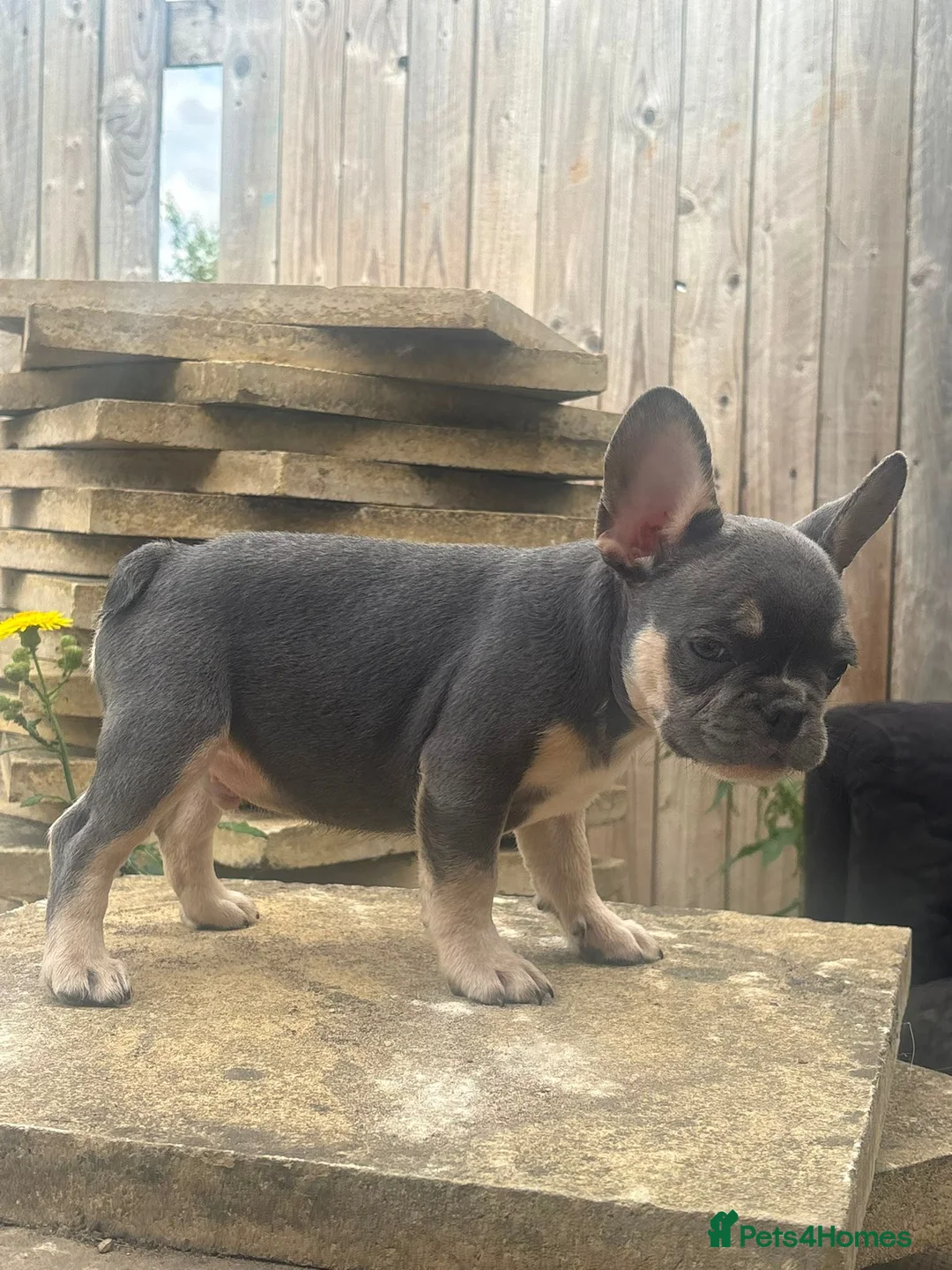 French Bulldog dogs for sale: Mini French bulldogs 3 cute puppies, ready now - Advert 4