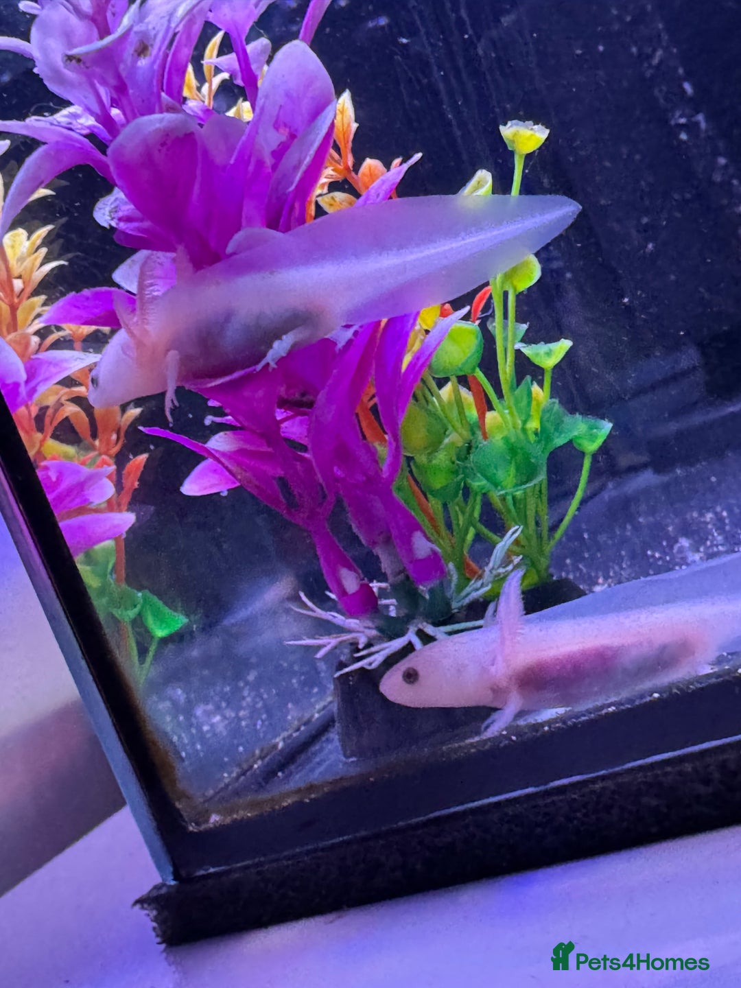 Axolotl reptiles for sale: Axolotl - Image 6