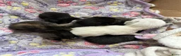 Mixed Breed cats for sale: Beautiful litter of kittens for sale!  - Advert 4