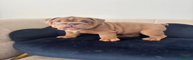 English Bulldog Puppy 1 lilac 
