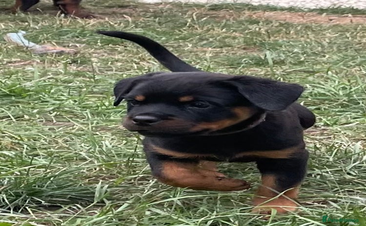 Rottweiler dogs - Advert 1