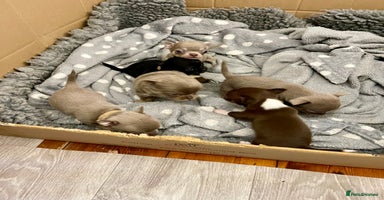 Chihuahua dogs - Advert 11