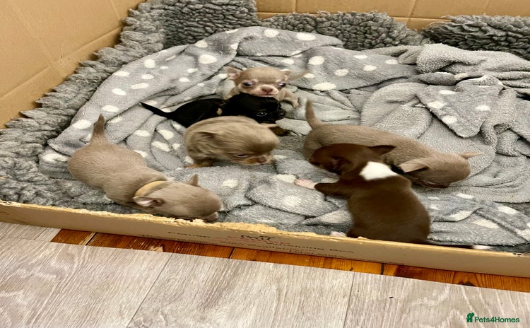 Chihuahua dogs - Advert 4