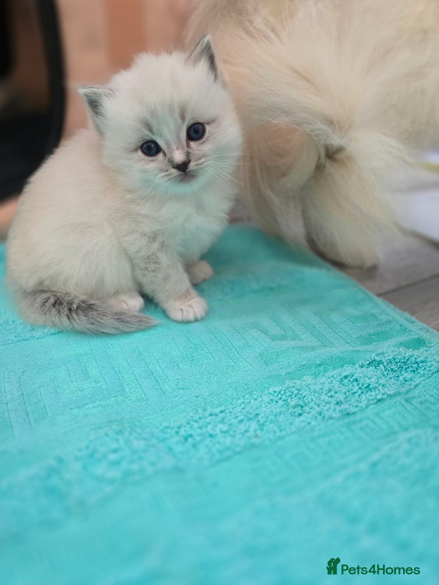 Ragdoll cats Stunning European bloodline kittens  - Advert 13