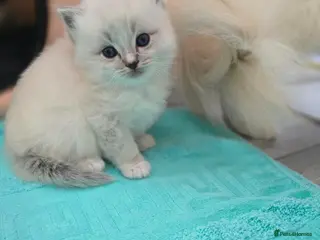 Ragdoll cats Stunning European bloodline kittens - Advert 13