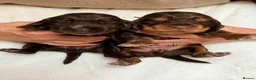 Cocker Spaniel dogs for sale: KC Reg, health tested Chocolate Puppies - Advert 20