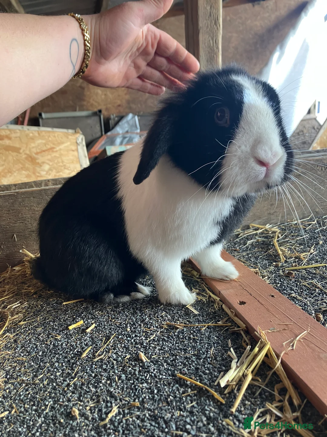 Mini Lion Lop rabbits for sale: Lovley mini lion loop boy looking for a new home  - Advert 1