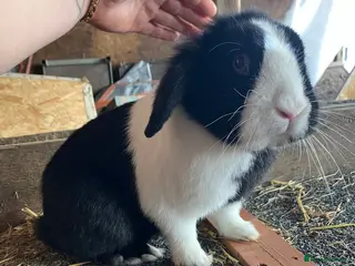 Mini Lion Lop rabbits Lovley mini lion loop boy looking for a new home - Advert 1