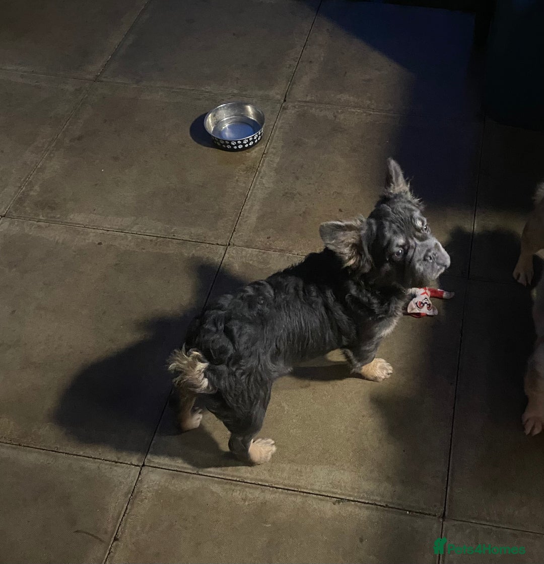 French Bulldog dogs for sale: Fluffy BOY- Chocco 😍 - Advert 1