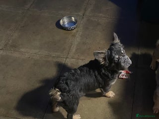 French Bulldog dogs Fluffy BOY- Chocco 😍 - Advert 16