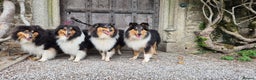Rough Collie dogs for sale: Rough Collie Puppies - Advert 10