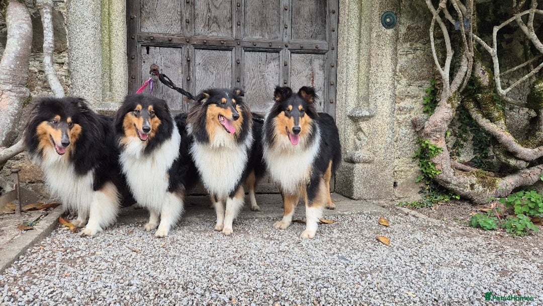 Rough Collie dogs for sale: Rough Collie Puppies - Advert 10