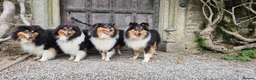 Rough Collie dogs for sale: Tricolour Males DNA clear non carriers 0% related  - Advert 8