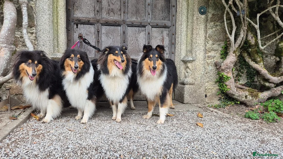 Rough Collie dogs for sale: Tricolour Males DNA clear non carriers 0% related  - Advert 8