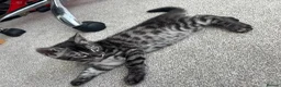 Bengal cats for sale: READY NOW ActiveTICA SilverCharcoal Bengal Kittens - Advert 15