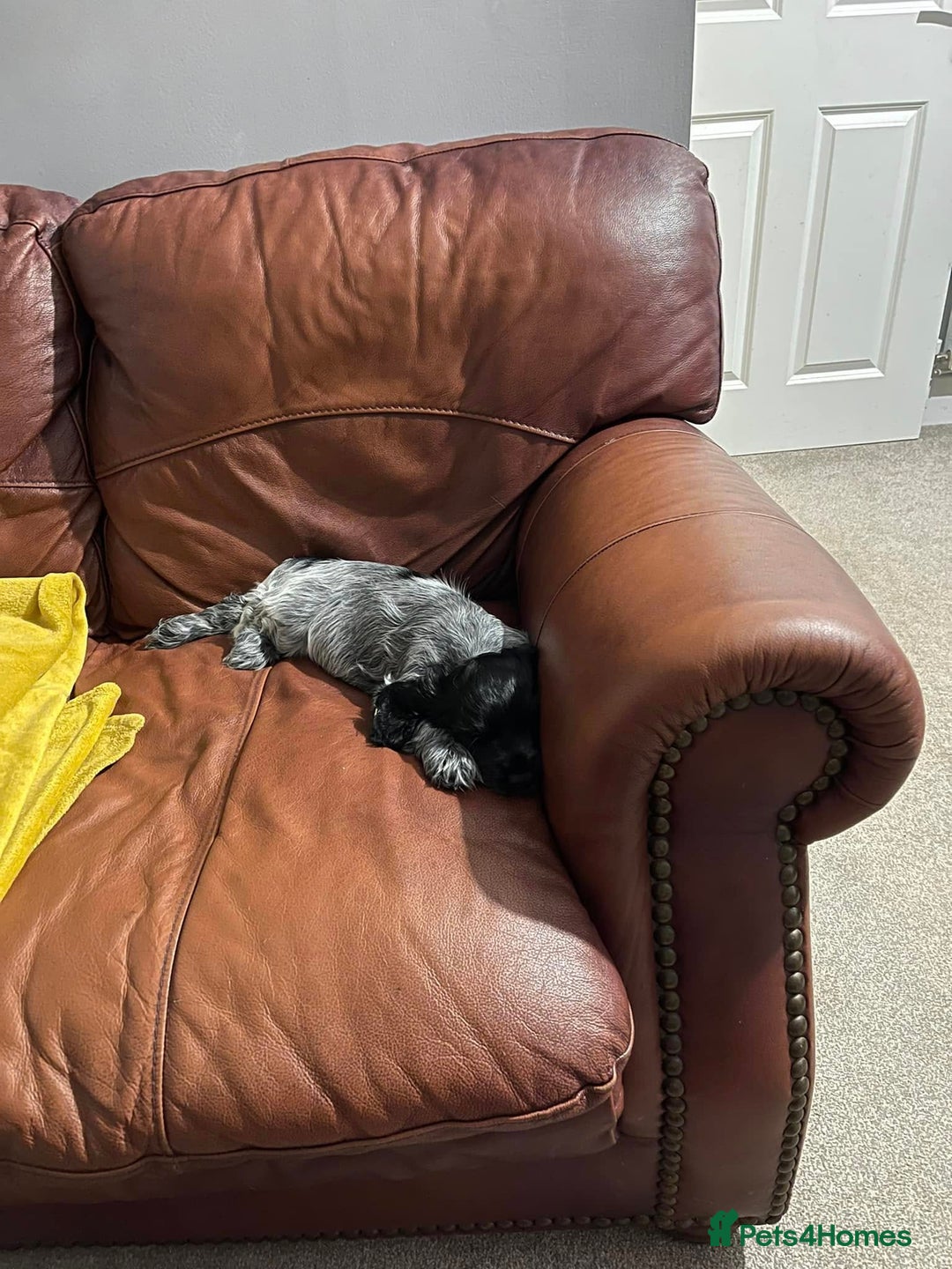 Cocker Spaniel dogs for sale: Pedigree KC Show Cocker Spaniel Puppies - Advert 16