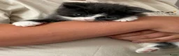 Mixed Breed cats for sale: Beautiful kittens  - Advert 2