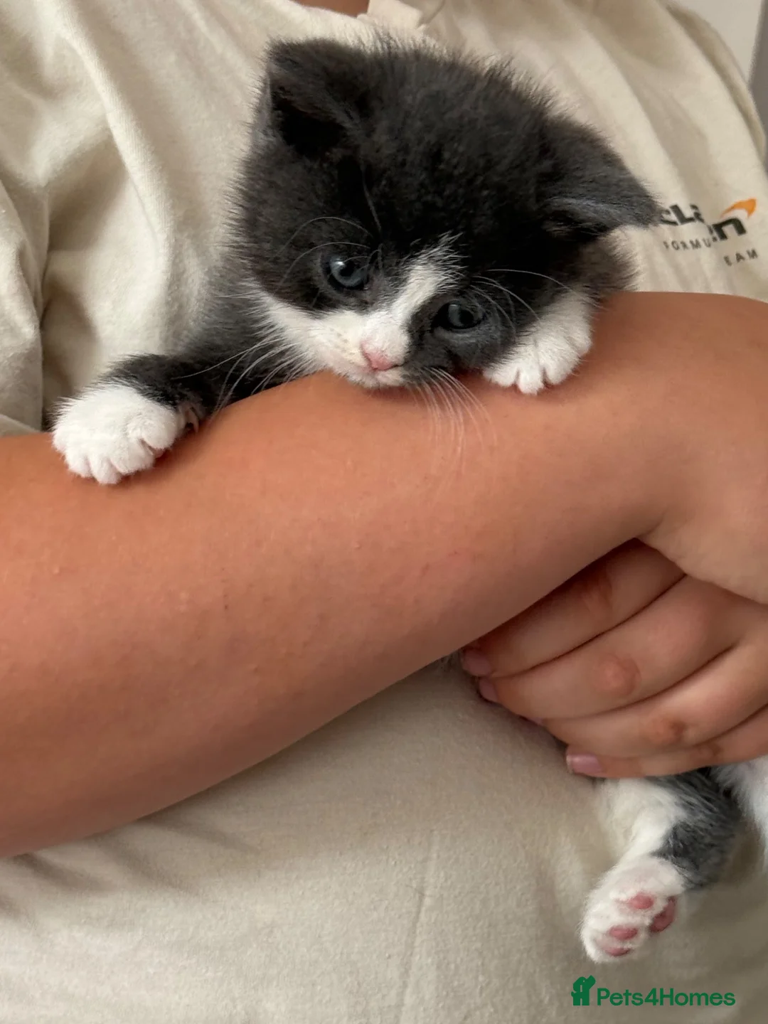 Mixed Breed cats for sale: Beautiful kittens  - Advert 2