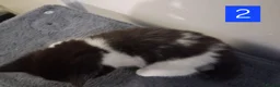 Domestic Shorthair cats for sale: TUXEDO KITTENS  - Advert 13