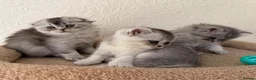 Scottish Fold cats for sale: Adorable Scottish Fold Kittens  - Advert 11