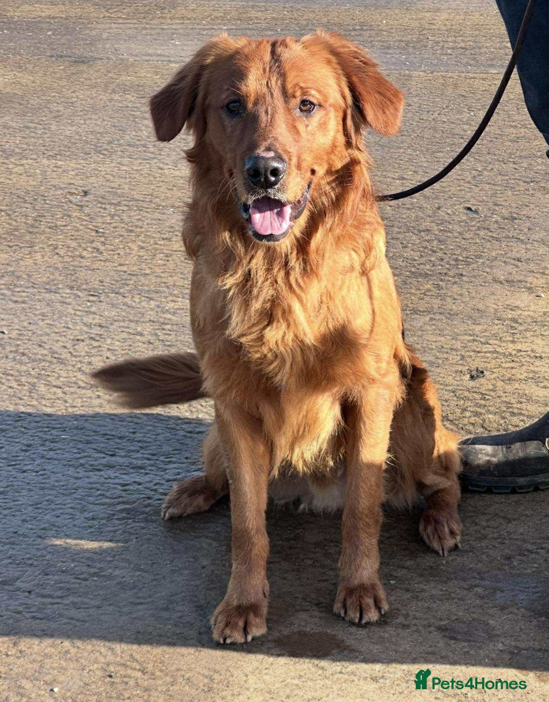 Mixed Breed dogs for sale: ** Spangold Retrievers ** - Image 7
