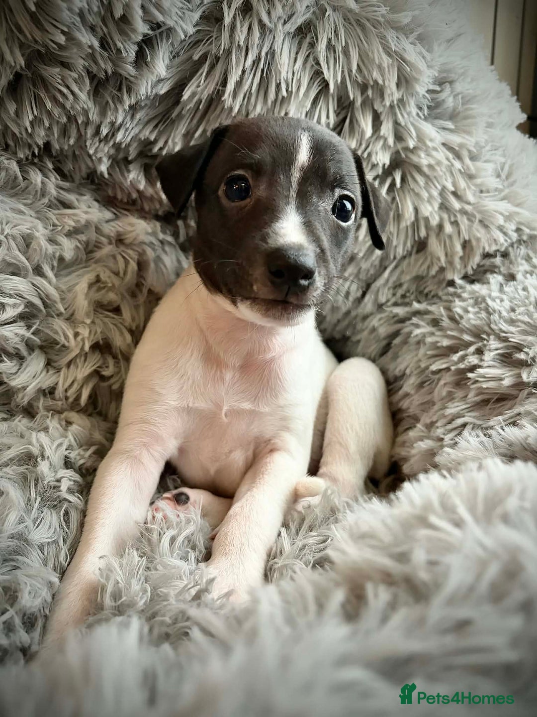 Mixed Breed dogs for sale: Italian Greyhound cross Whippet/Italian Greyhound  - Advert 5