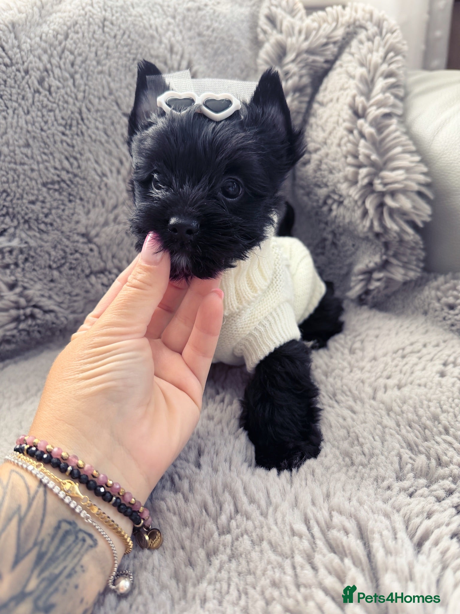 Yorkshire Terrier dogs Mini Yorkshire Terrier Boys last one ready to go - Advert 1