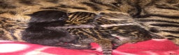 Bengal cats for stud: Handsome Bengal Boy Available for Stud in Nottingham - Advert 10