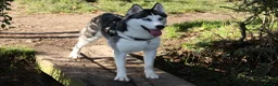 Siberian Husky dogs for stud: Siberian Husky for Stud in Bishop's Stortford - Advert 1