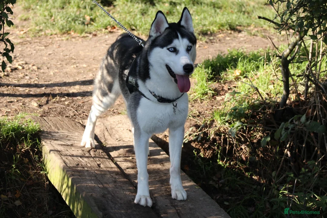 Siberian Husky dogs for stud: Siberian Husky for Stud in Bishop's Stortford - Advert 1