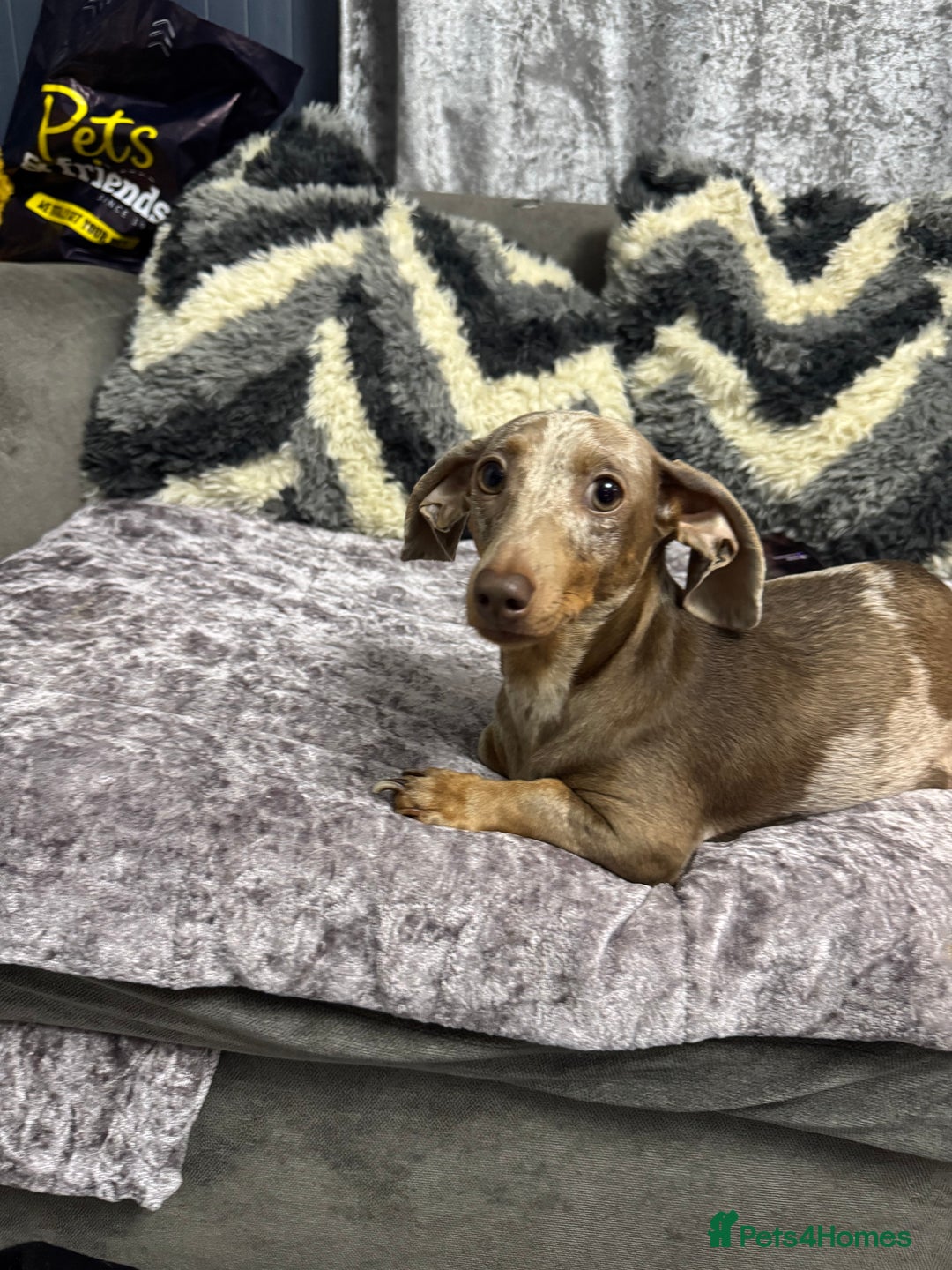 Miniature Dachshund dogs for sale: Miniature dachshund  - Advert 15