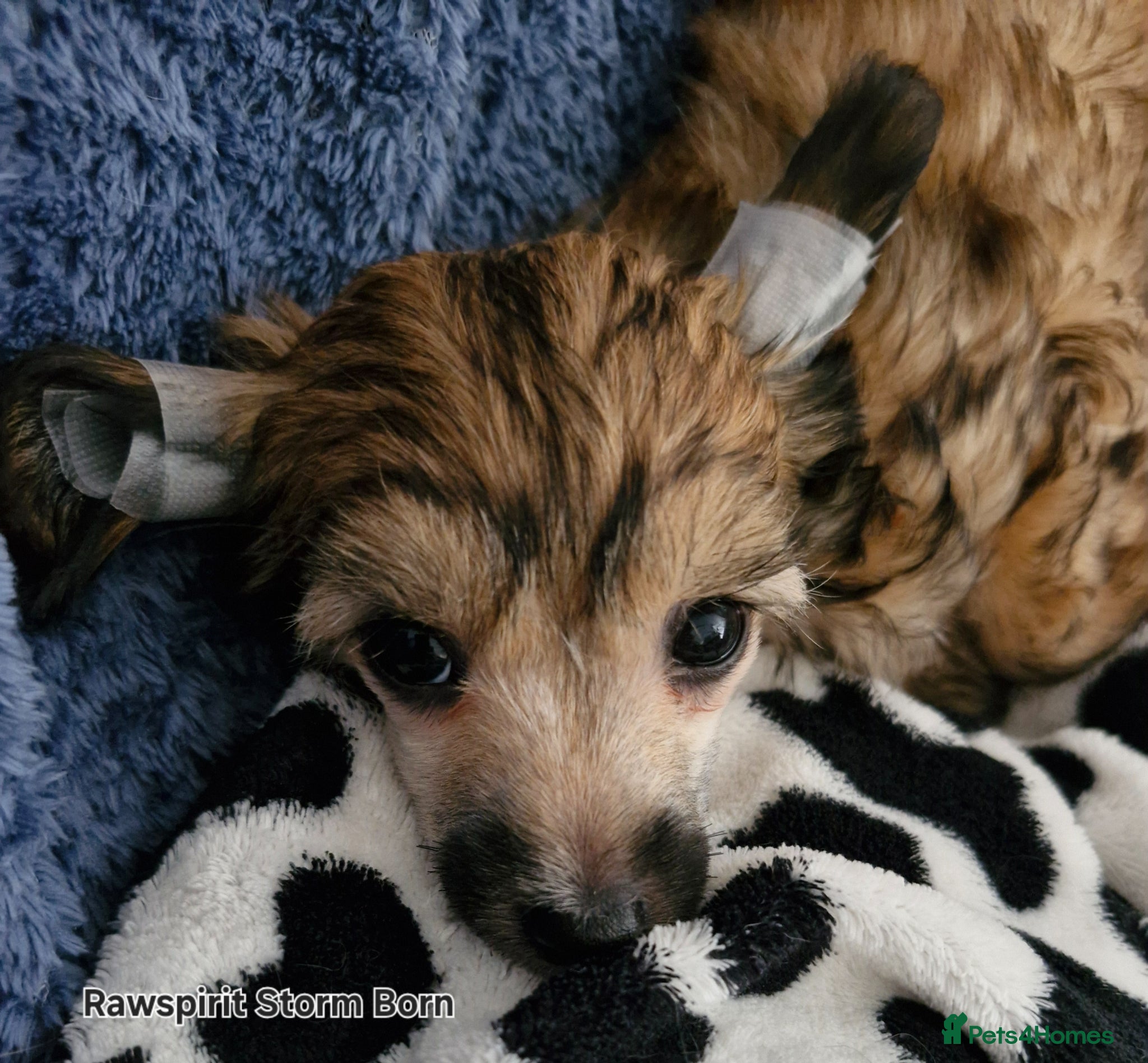 Chinese Crested dogs Kc reg puppies ready to new home. - Advert 1