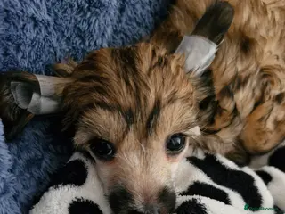 Chinese Crested dogs Kc reg, ready to new home, all paperwork done. - Advert 1