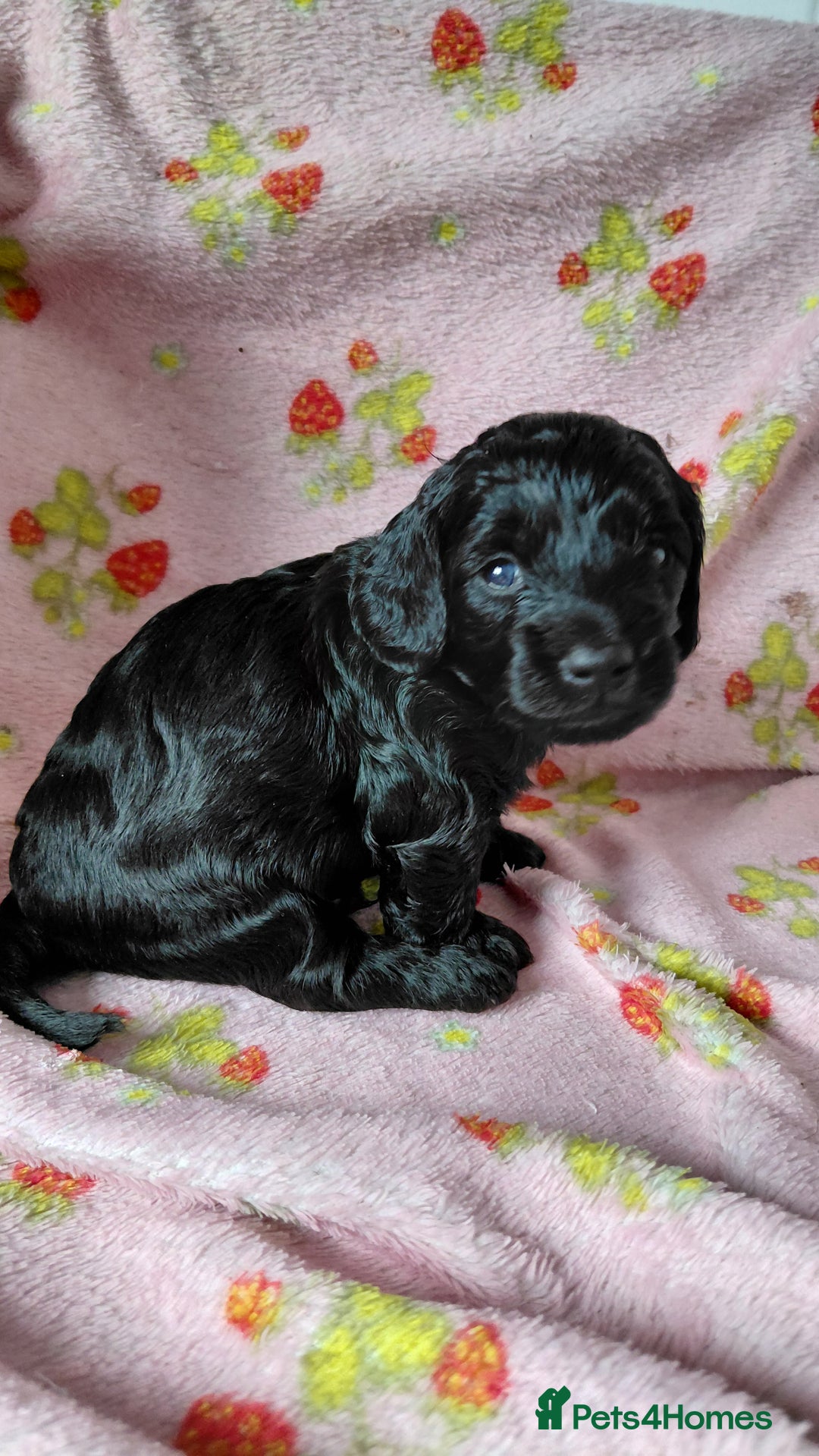 Mixed Breed dogs for sale: Doxiepoo =dachshund x poodle - Advert 2
