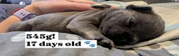 French Bulldog dogs for sale: French bulldog female  - Advert 5