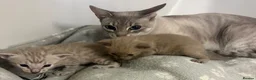 Serengeti cats for sale: Adorable Tica reg Serengeti kittens  in Keith - Advert 9
