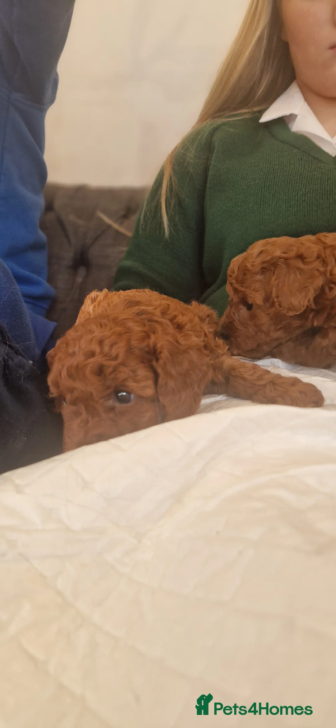 Miniature Poodle dogs for sale: Gorgeous Fox Red Miniature Poodles  - Advert 7