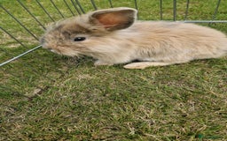 Mini Lion Lop rabbits for sale: Lion lops  - Image 4