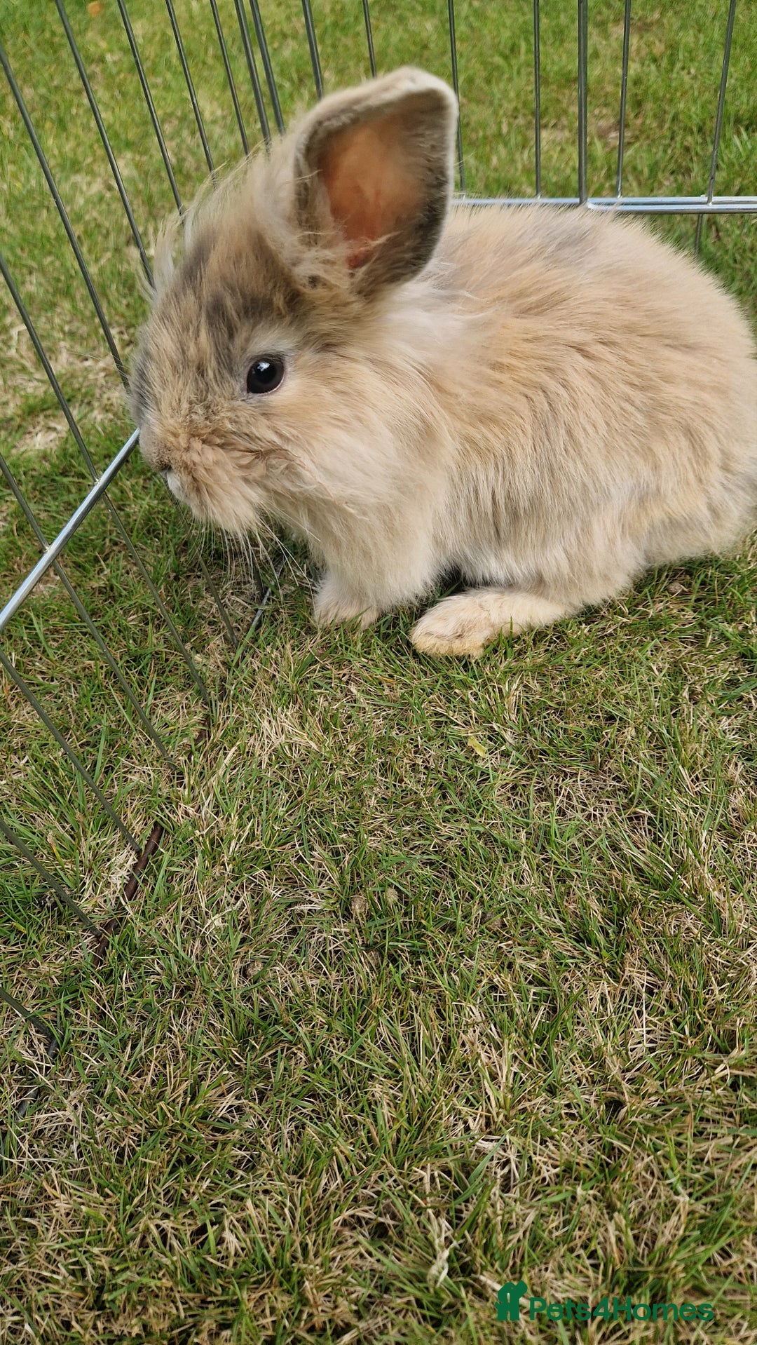 Mini Lion Lop rabbits for sale: Lion lops  - Image 4