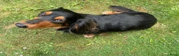 Dachshund dogs for stud: Long haired miniature dachshund  - Advert 7