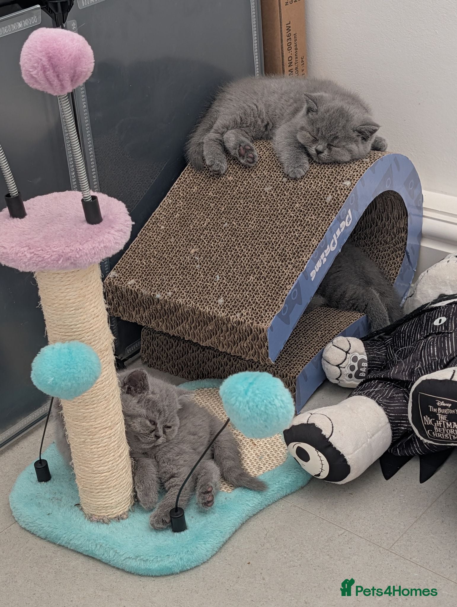 British Shorthair cats Blue British Shorthaired Kittens 😺🐾 - Advert 12