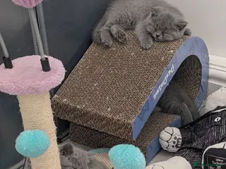 British Shorthair cats Blue British Shorthaired Kittens 😺🐾 - Advert 12