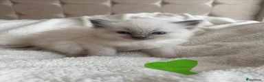 Ragdoll 1