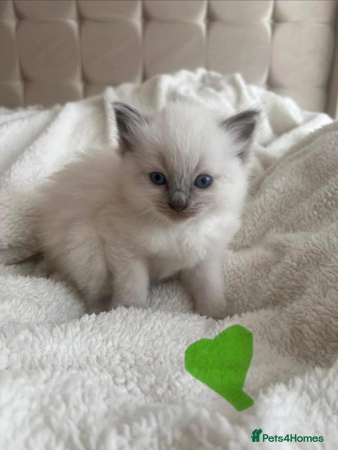 Ragdoll cats for sale: Beautiful Purebred Ragdoll Kittens  in Leeds - Advert 1