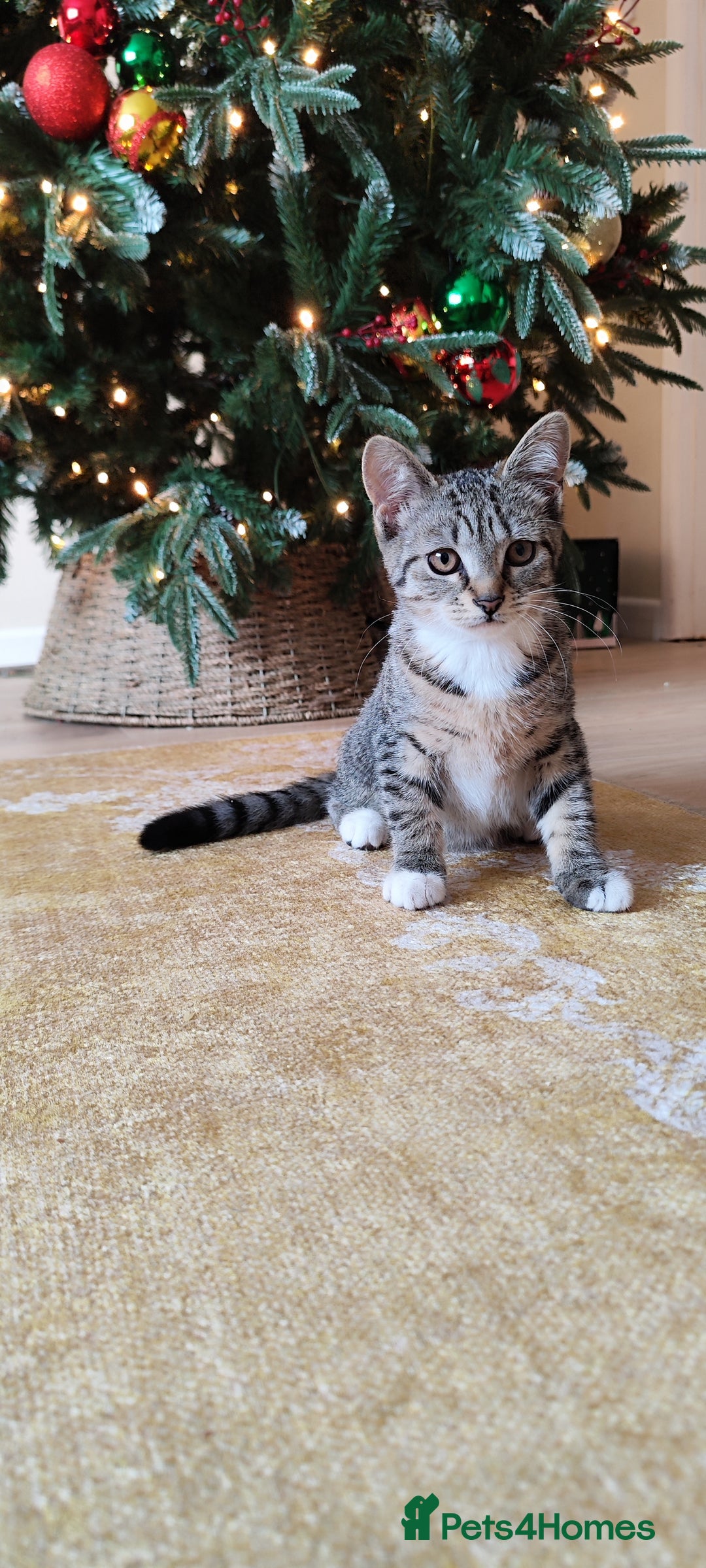 Mixed Breed cats for sale: Kittens 1 male 1 female (vaccinated) - Advert 6