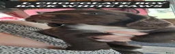 Sprocker dogs for sale: Beautiful F1 Sprocker Puppies  - Advert 10
