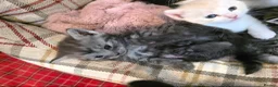 Persian cats for sale: Snuggly babies, chinchilla persian x  in Plymouth - Advert 38
