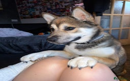 Huskita dogs for sale: Huskita Male For Sale - Image 4